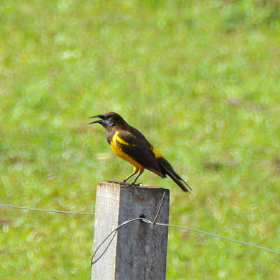 Yellow-Rumped Marshbird